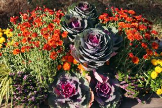 Orange mums planted alongside purple cabbages