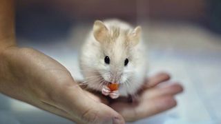 hamster eating carrot