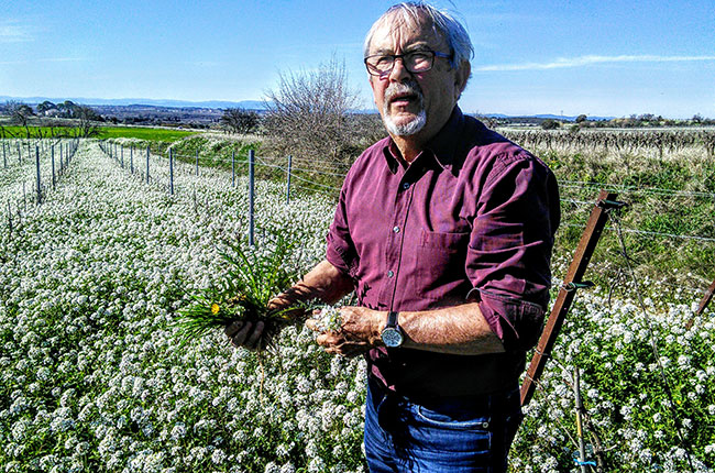 guy bascou, picpoul de pinet