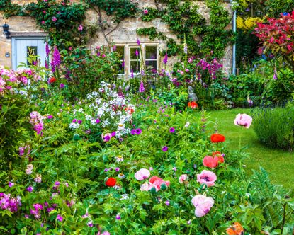 Comfort planting trend – here’s what you need to know | Gardeningetc