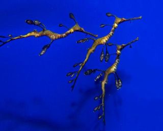 Weedy Sea Dragon Babies Debut At Georgia Aquarium Live Science