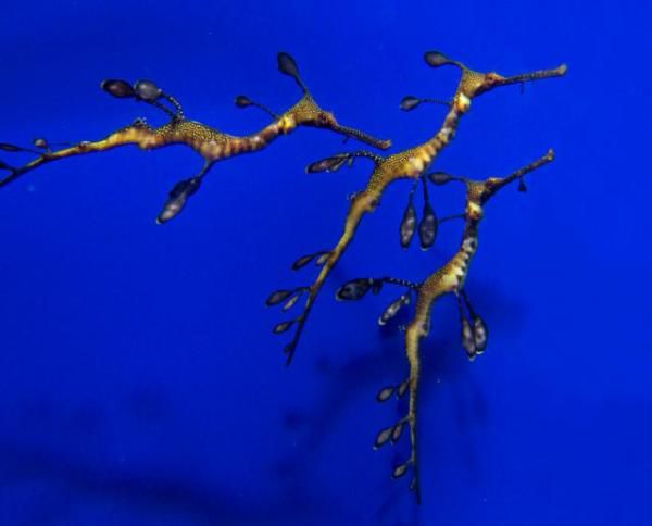 sea-dragon-babies-101110-02