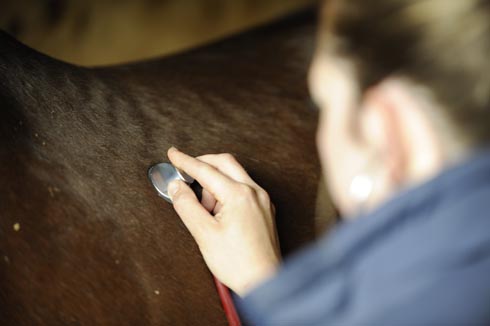 Vet using a stethoscope