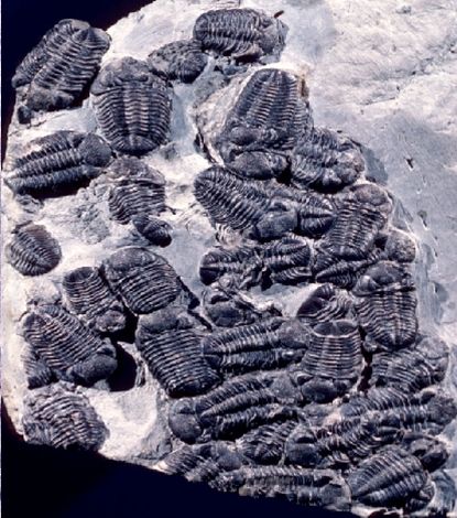 fossilized trilobites in orgy