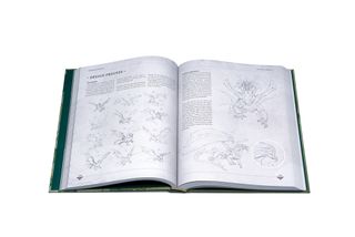 Open page book with pages detailing design process of a mythical creature