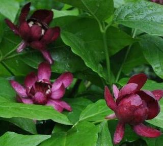 Sweet Shrub, Calycanthus Floridus, Potted Plant, 8-12" Tall Plant, Beautiful Flowering Perennial Plant