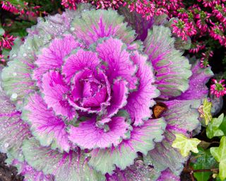 Purple ornamental cabbage