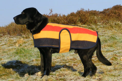 DogCoat.jpeg