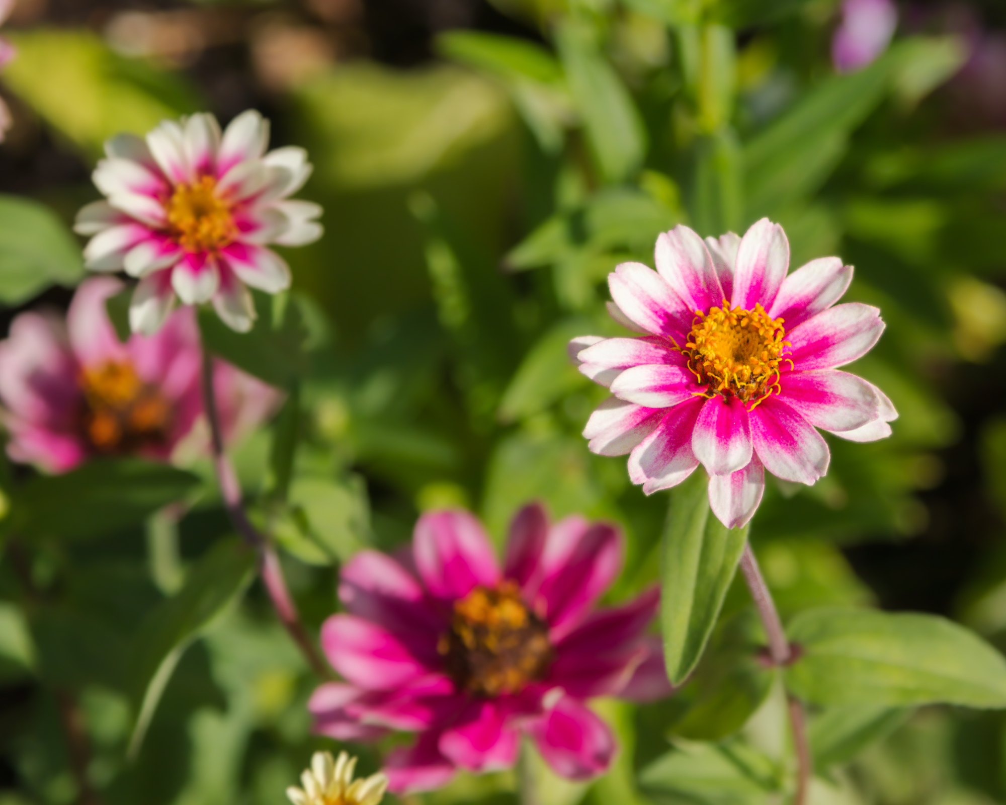 Zinnia Starlight Rose growing in a sunny garden border