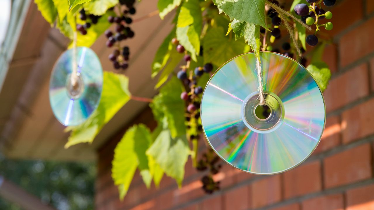 CDs hanging in garden as reflective bird deterrent