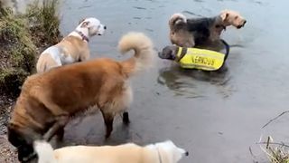Pablo the anxious bull terrier playing in a river with other dogs