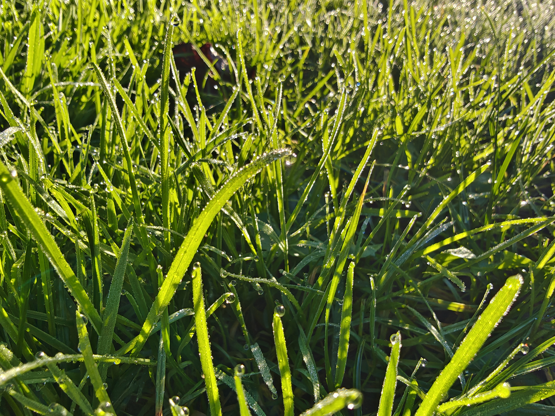 Moto Edge 70 sample photos