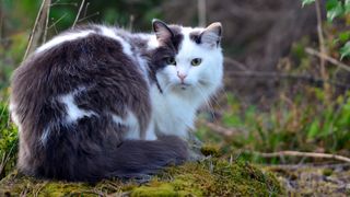 Norwegeian forest cat sitting on mossy perch