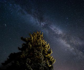 A large tree uplit at night