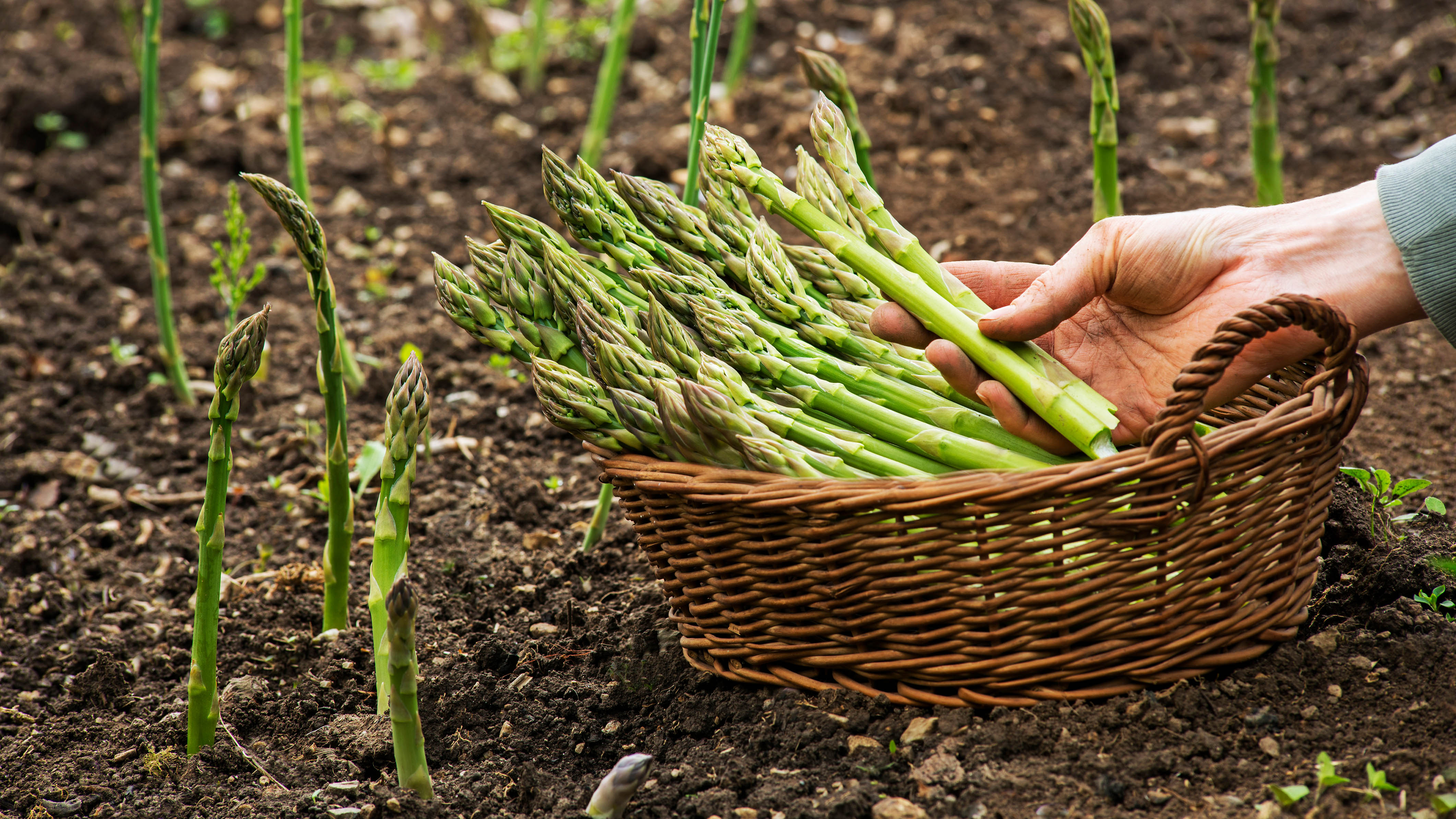 How to grow asparagus the easy way
