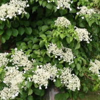 Climbing Hydrangea | $27.95 on Garden Goods Direct