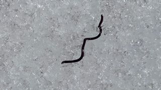 Black ice worm on Mount Rainier.
