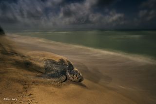 Wildlife Photographer of the Year 2017