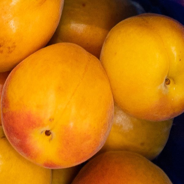 Howard Miracle Plum Tree - #3 Container 3-4 Feet
