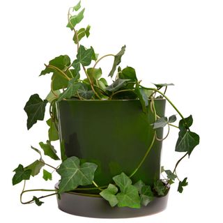 plant with green pot and grey base