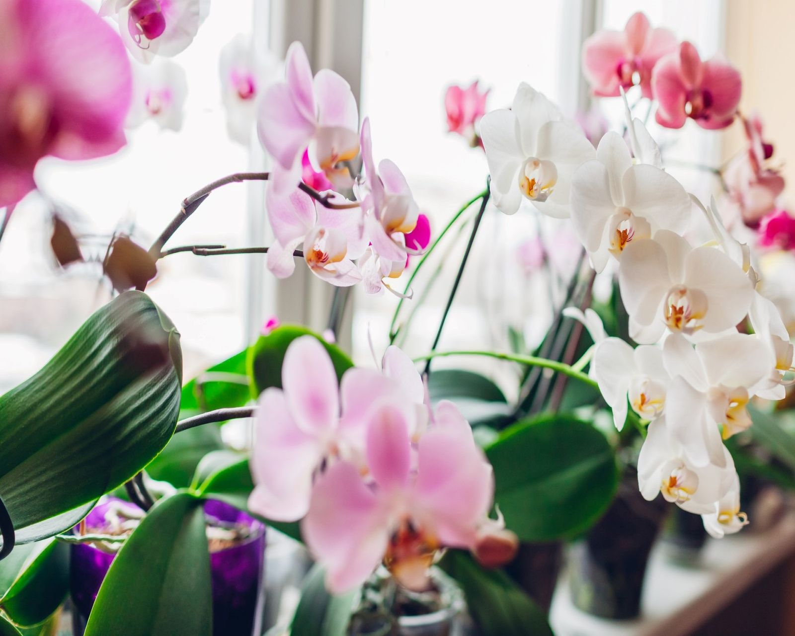 Why are my orchid leaves drooping? 6 reasons to look out for Gardeningetc