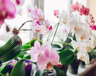 Pink and white orchids in a bright window