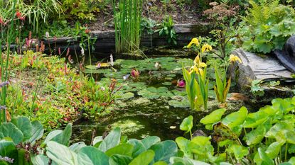 Fishpond with various medium sized garden pond fish Stock Photo - Alamy