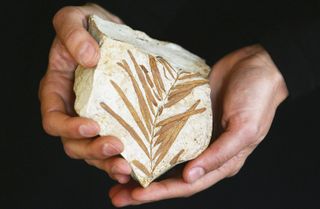 rock with the fossil of a wollemi pine being held by 2 hands on a black background