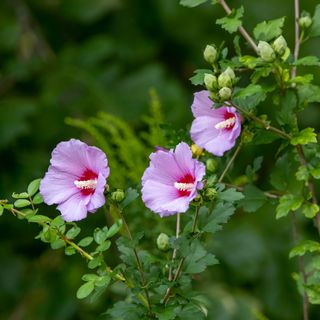 Hibiscus plant with purple flowers