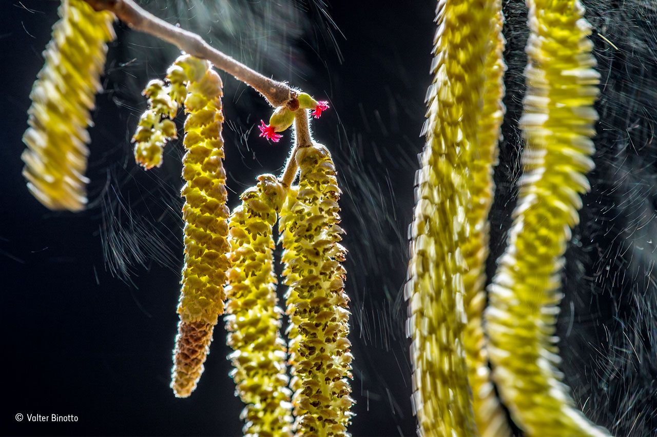 &copy; Valter Binotto / Wildlife Photographer of the Year