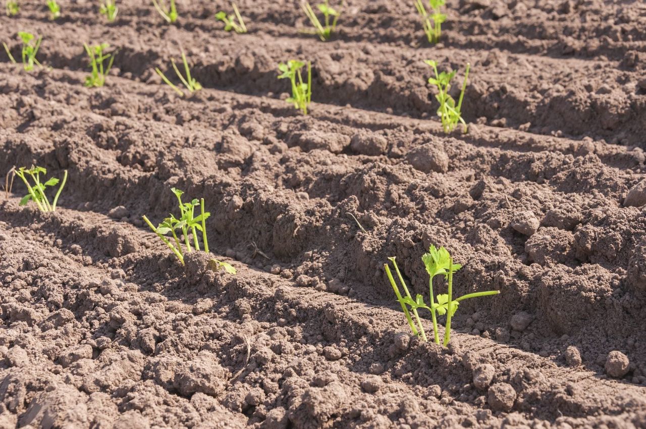 Evenly Spaced Celery Planted In Soil Rows