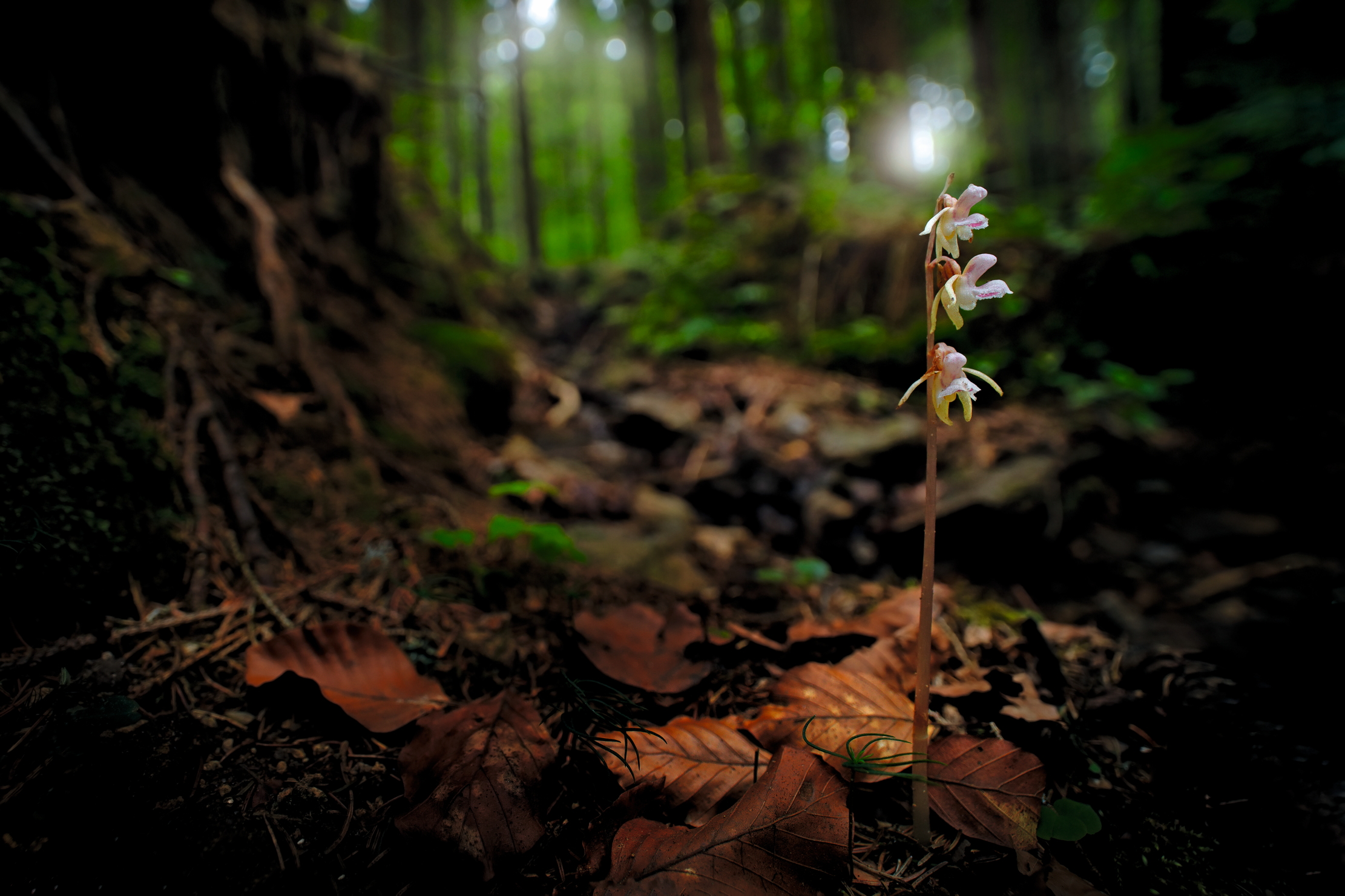 Captured on camera: the pale blooms of the elusive ghost orchid Epipogium aphyllum.