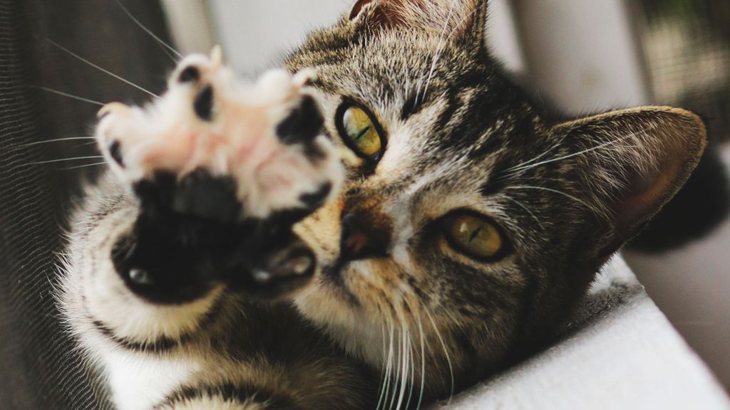 Kidney failure in cats Vet's guide to symptoms and treatment PetsRadar