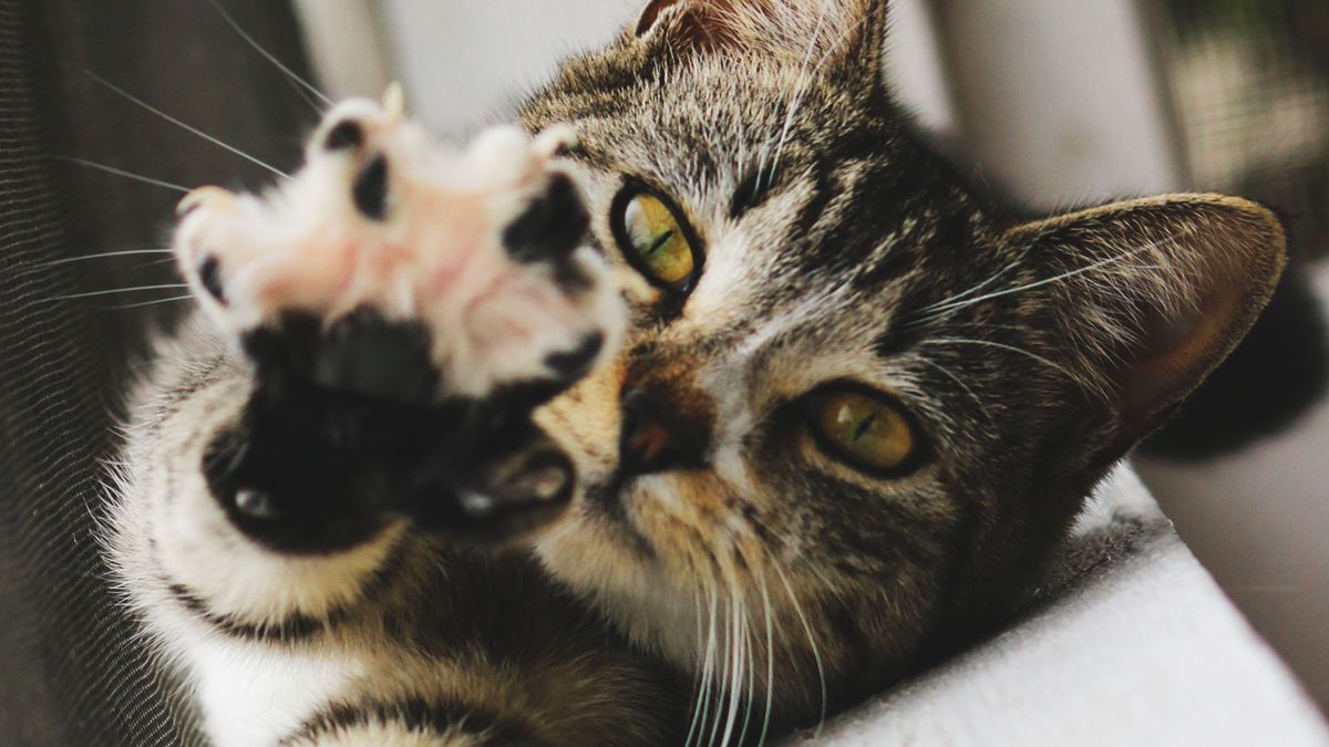 Kidney failure in cats Vet's guide to symptoms and treatment PetsRadar