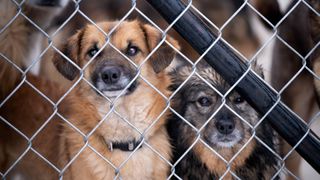 Two dogs looking out of a cage