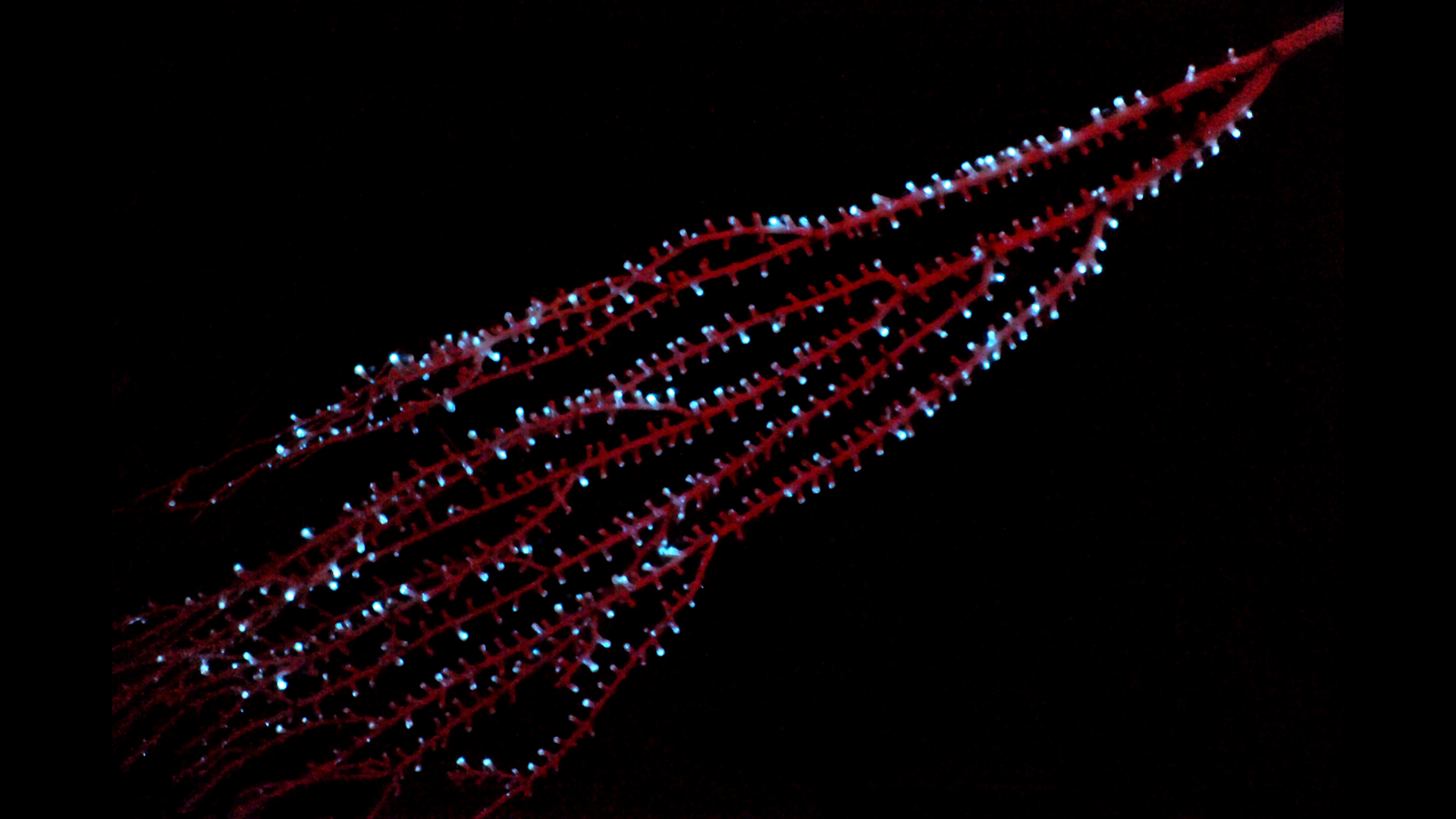 The bamboo octocoral Isidella sp. displaying bioluminescence in the Bahamas in 2009.