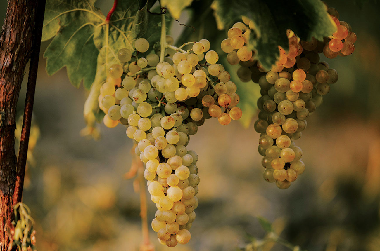 &amp;Scaron;krlet grapes in Croatia