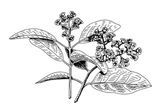 Sandalwood illustration