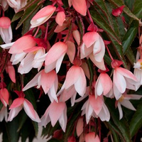 Begonia 'Starshire Appleblossom' from Suttons