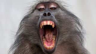 A portrait of a baboon with its mouth wide open