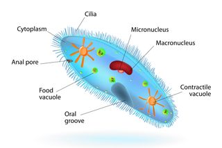 Diagram of a paramecium.