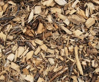 A mulch of wood chip and pine needles