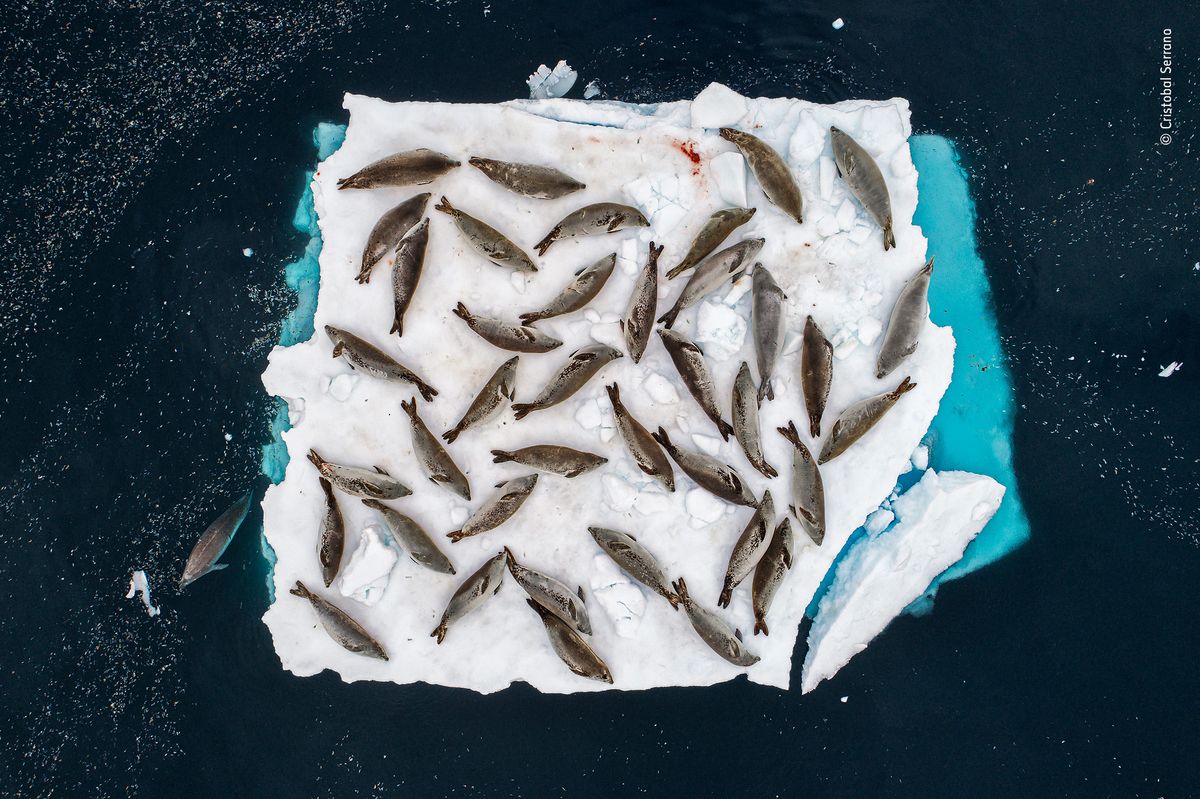 Bed of Seals &copy; Cristobal Serrano &ndash; Wildlife Photographer of the Year