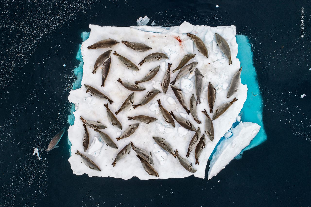 Bed of Seals &copy; Cristobal Serrano &ndash; Wildlife Photographer of the Year