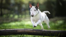 Bull terrier