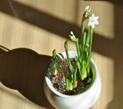Indoor Potted Bulbs