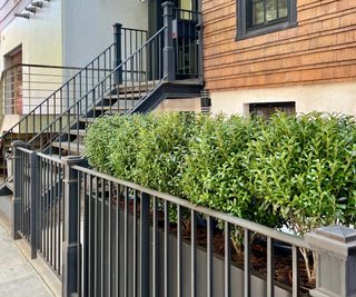 black iron fencing front yard project by Staghorn Living