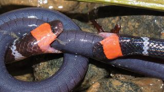 two coral snakes with bite holds on each side of the wormlike caecilian creature.