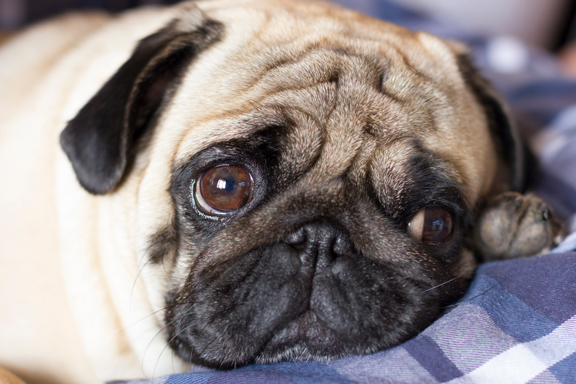 Dogs Evolved Sad Eyes to Manipulate Their Human Companions, Study Suggests  | Live Science