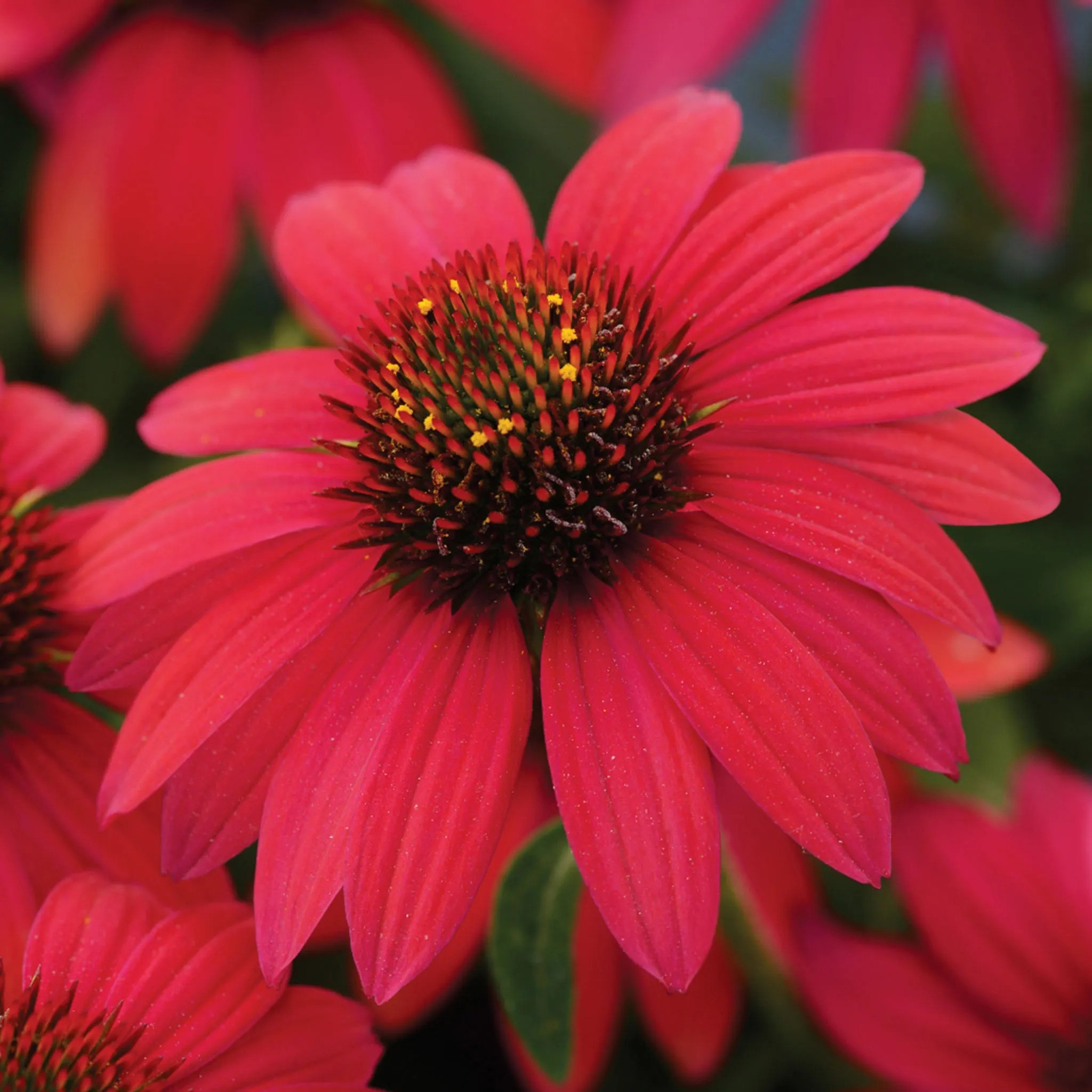 Burpee, Sombrero Baja Burgundy Echinacea Plant